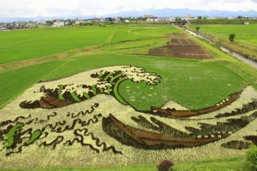 打造鄉(xiāng)村振興景觀利器—稻田畫